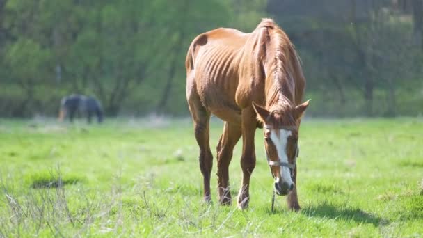 Tunn kastanj häst äter gräs medan bete på gården gräsmark betesmark — Stockvideo