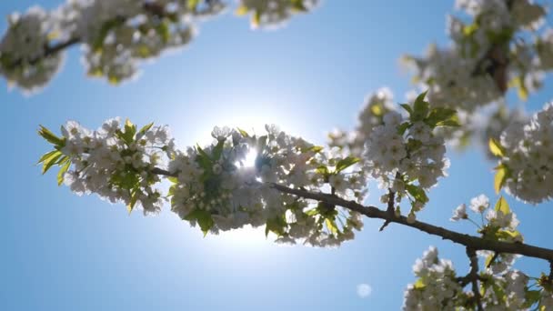 Galhos de cerejeira com flores brancas florescendo no início da primavera — Vídeo de Stock