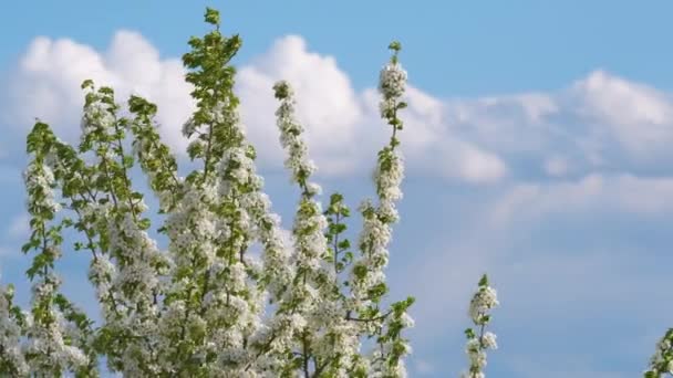 Ramitas de cerezo con flores blancas en flor a principios de primavera — Vídeos de Stock