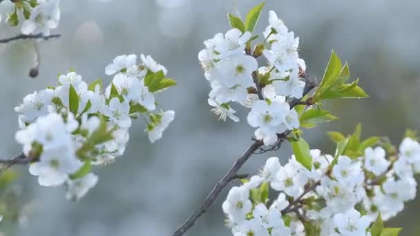 Ветки вишни с белыми цветущими цветами ранней весной — стоковое видео