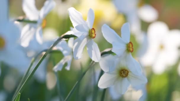 Vita späda narcissus blommor blommar i vår solig trädgård — Stockvideo