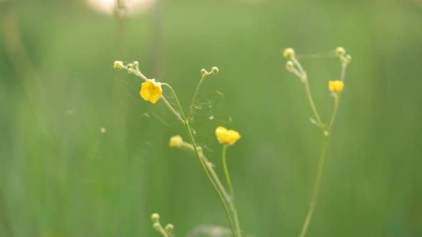 Flores pequenas amarelas que florescem no prado do verão no jardim ensolarado verde — Vídeo de Stock