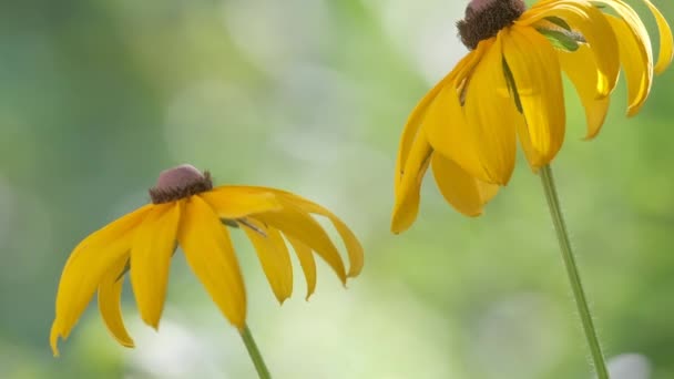 緑豊かな日当たりの良い庭の夏の花壇に咲く黄色のサンライトカモミールの花 — ストック動画