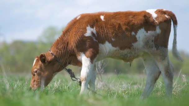 Junge Kälber weiden an Sommertagen auf der grünen Bauernweide. Fütterung von Rindern auf Ackerland Grünland — Stockvideo