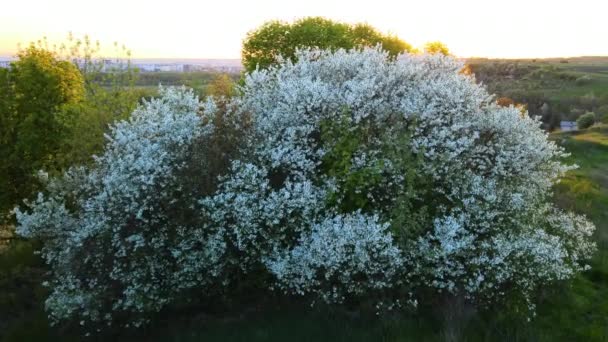 Widok z lotu ptaka kwitnący ogród z białymi kwitnącymi drzewami wczesną wiosną o zachodzie słońca — Wideo stockowe