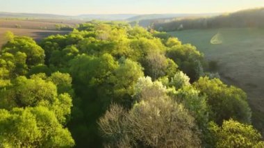 Baharın erken saatlerinde taze yeşil ağaçlarla birlikte günbatımında ağaçlık alan manzarası.