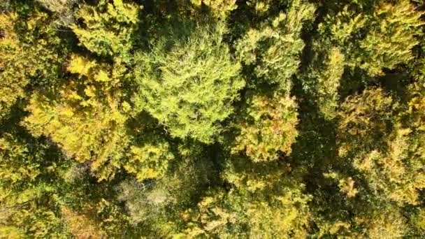 Vista aérea de exuberante bosque con árboles verdes y amarillos toldos balanceándose en el viento en los bosques de otoño en el día soleado — Vídeos de Stock