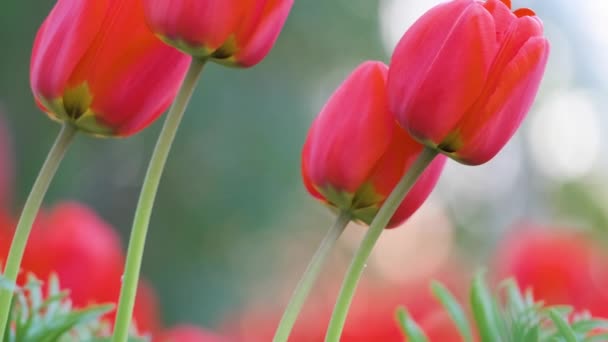Lyse røde tulipan blomster blomstrer på udendørs blomsterbed på solrig forårsdag – Stock-video