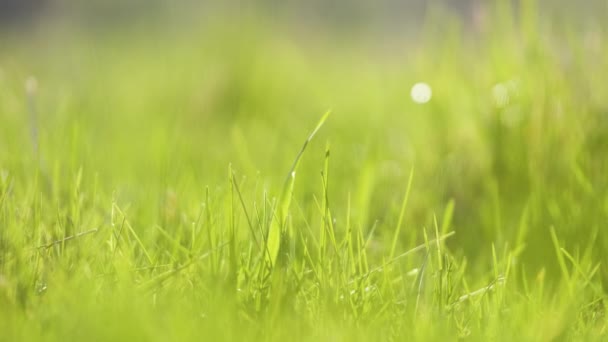 Zbliżenie zielonej trawy z długimi ostrzami rosnącymi latem na trawniku — Wideo stockowe