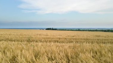 Sarı ekili tarla manzarası açık yaz gününde olgunlaşmış buğdayla birlikte.