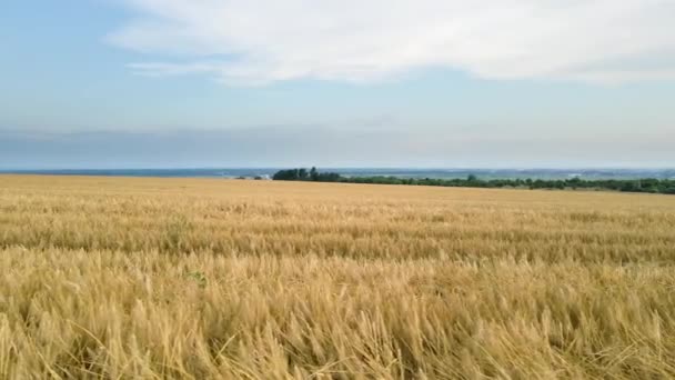 Uitzicht vanuit de lucht op geelbeteeld landbouwveld met rijpe tarwe op heldere zomerdag — Stockvideo