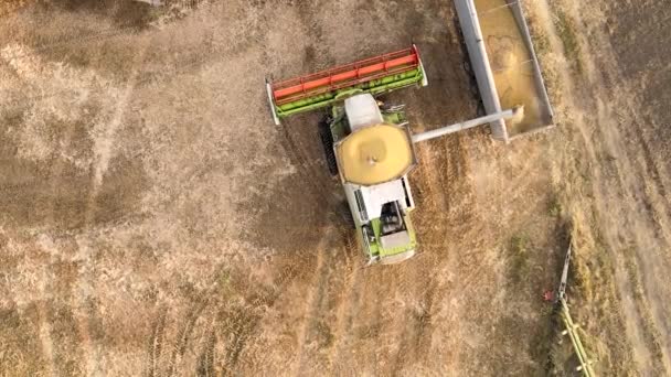 Vista aérea da ceifeira-debulhadora descarregando grãos em reboque de carga trabalhando durante a época de colheita em grande campo de trigo maduro. Agricultura e transporte de produtos agrícolas crus conceito — Vídeo de Stock