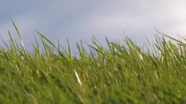 Yazın çimenlerde yetişen güçlü rüzgârın altında sallanan uzun bıçaklı yeşil çimenlerin yakınına.