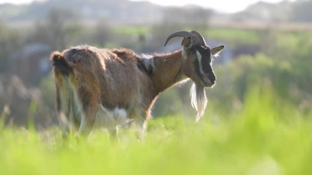 Binnenlandse melkgeit met lange baard en horens die grazen op groene weiden op zomerdag. Veevoederen van runderen op grasland — Stockvideo