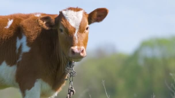 Portret młodego cielęcia wypasanego na zielonym pastwisku w letni dzień. Karmienie bydła pastwiskami rolniczymi — Wideo stockowe