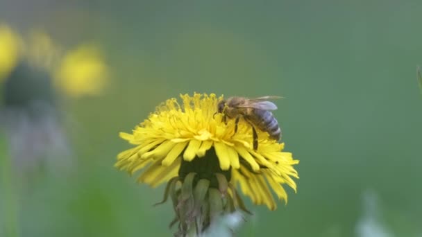Abelha de mel reunindo néctar em flores de dente de leão amarelo florescendo no prado de verão no jardim ensolarado verde — Vídeo de Stock