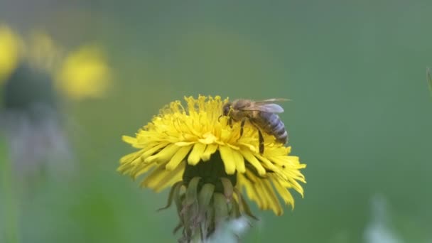 Honey bee gathering nectar on yellow dandelion flowers blooming on summer meadow in green sunny garden — Stock Video