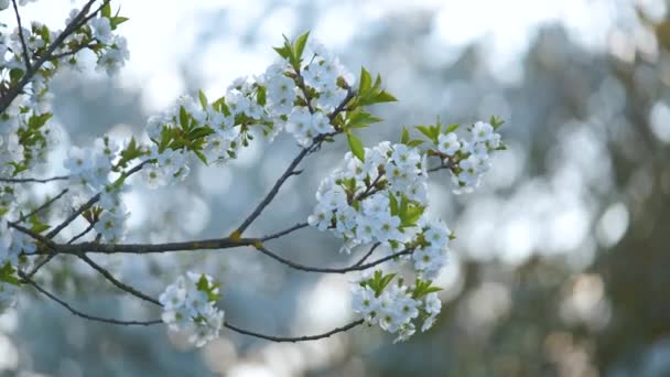 Zweige des Kirschbaums mit weißen Blüten im zeitigen Frühling — Stockvideo