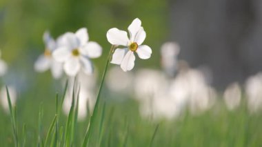Baharın güneşli bahçesinde açan narsis çiçekleri.