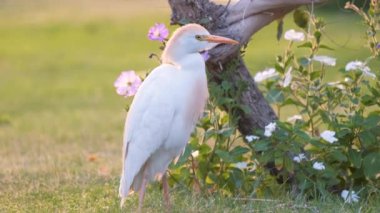 Beyaz sığır balıkçıl kuşu, ayrıca yazın yeşil çimlerde yürüyen Bubulcus Ibis olarak da bilinir.