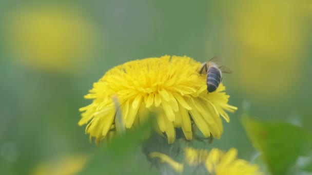 Abelha de mel reunindo néctar em flores de dente de leão amarelo florescendo no prado de verão no jardim ensolarado verde — Vídeo de Stock