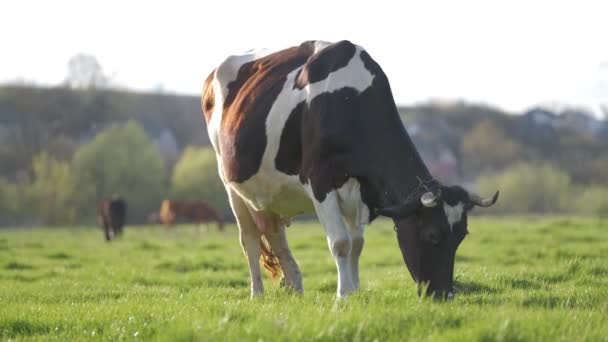 Wypas krów mlecznych na zielonym pastwisku w letni dzień. Karmienie bydła pastwiskami rolniczymi — Wideo stockowe