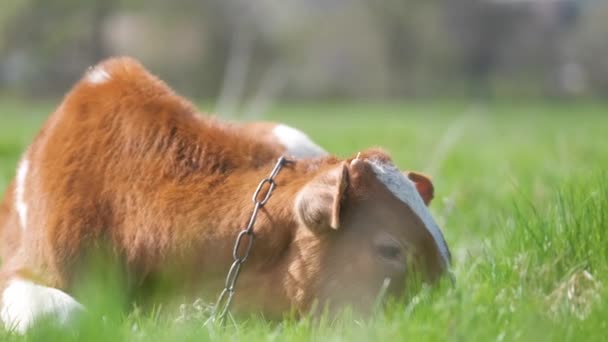 Νεαρό μοσχάρι αναπαύεται σε πράσινο γρασίδι βοσκής την καλοκαιρινή ημέρα. Τροφή βοοειδών σε χορτολιβαδικές εκτάσεις — Αρχείο Βίντεο