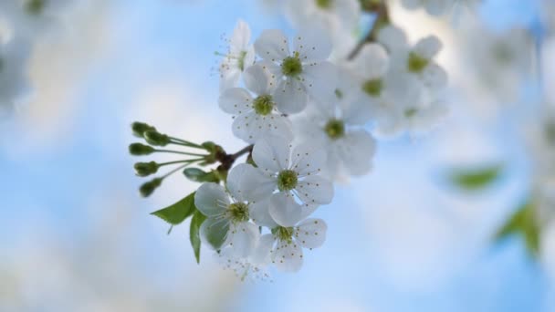 Ramitas de cerezo con flores blancas en flor a principios de primavera — Vídeo de stock