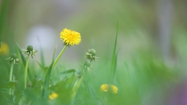 Flores de dente de leão amarelo florescendo no prado de verão no jardim ensolarado verde — Vídeo de Stock
