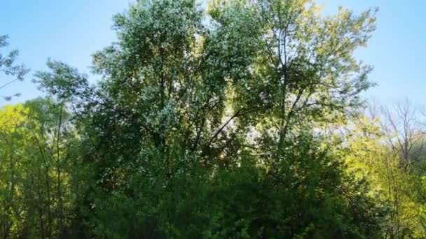 Vista aérea del jardín floreciente con árboles en flor blanca a principios de primavera al atardecer — Vídeos de Stock