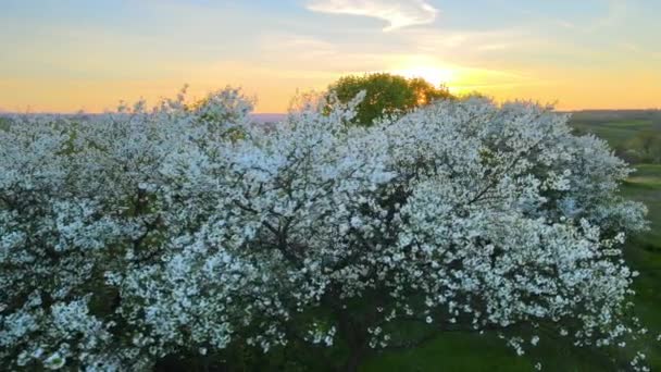 初夏の日没時に白い花木が咲く庭の空中風景 — ストック動画