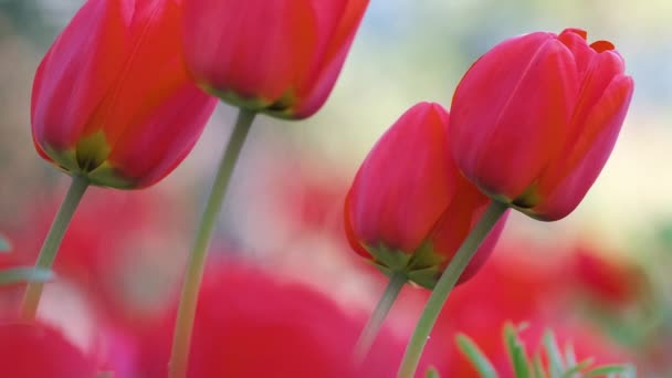 Bright red tulip flowers blooming on outdoor flowerbed on sunny spring day — Stock Video