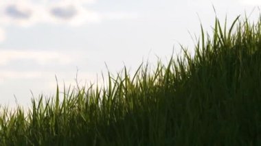 Yazın çimenlerde yetişen güçlü rüzgârın altında sallanan uzun bıçaklı yeşil çimenlerin yakınına.