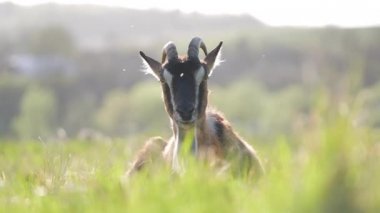 Uzun sakallı ve boynuzlu yerli süt keçisi yaz günü yeşil çayır çimlerinde dinleniyor. Çiftlik otlaklarında sığır beslemek