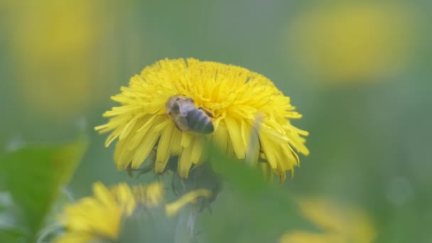 Méz méh gyűjtés nektár sárga pitypang virágok virágzik a nyári réten zöld napsütötte kertben — Stock videók