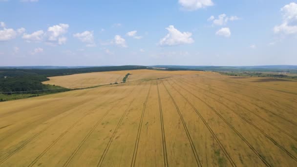 Vue aérienne du paysage d'un champ agricole cultivé en jaune avec du blé mûr par beau jour d'été — Video