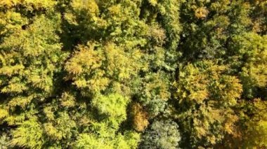 Yeşil ve sarı ağaçlı yemyeşil ormanın havadan görünüşü güneşli bir günde sonbahar ormanlarında rüzgarda savruluyor.