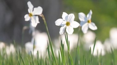 Baharın güneşli bahçesinde açan narsis çiçekleri.