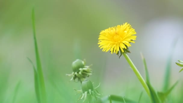 Yellow dandelion flowers blooming on summer meadow in green sunny garden — Stock Video