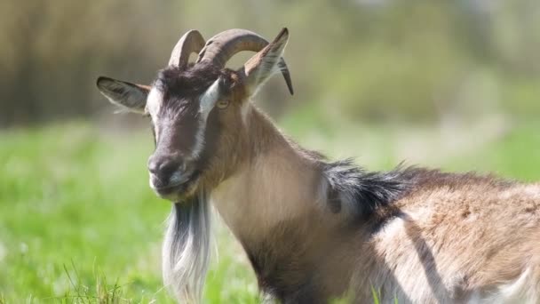 Krajowa koza mleczna z długą brodą i rogami spoczywająca na zielonej trawie pastwiskowej w letni dzień. Karmienie bydła użytkami zielonymi w gospodarstwie — Wideo stockowe