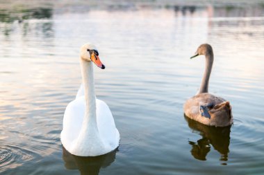 Yazın göl suyunda yüzen beyaz ve gri kuğular