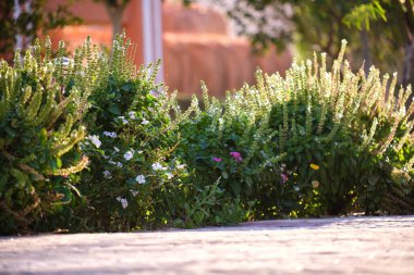 Parlak çiçekli yeşil çalılar tropikal parkta büyüyor.