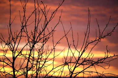 Küçük ağaçlardan ve çalılardan oluşan siyah yapraklar parlak renkli günbatımına karşı güneş ışığıyla aydınlanan canlı bulutlarla aydınlandı.