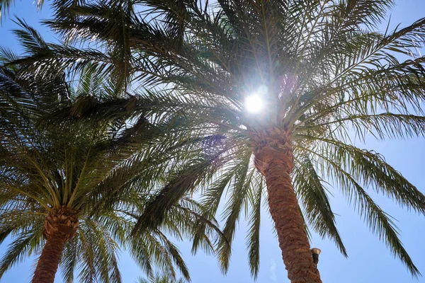 Hermosas palmeras de coco verde en la playa tropical contra el cielo azul. Concepto vacaciones de verano — Foto de Stock