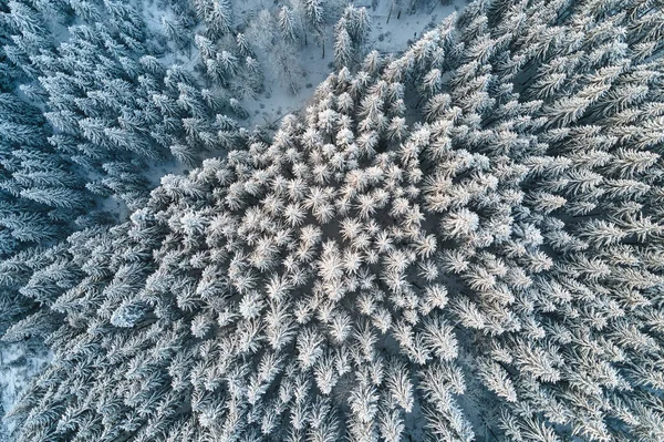 Von oben nach unten Luftaufnahme des schneebedeckten immergrünen Kiefernwaldes nach starkem Schneefall in winterlichen Bergwäldern an kalten, ruhigen Tagen — Stockfoto