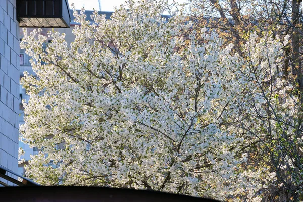 Gałązki wiśni z białymi kwitnącymi kwiatami wczesną wiosną — Zdjęcie stockowe