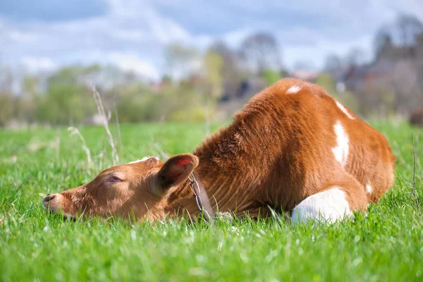 Young calf resting on green pasture grass on summer day. Feeding of cattle on farm grassland — Stock Photo, Image