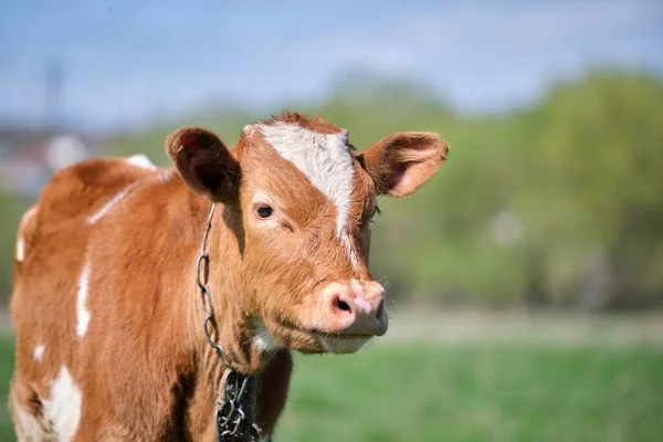 Head portrait of young calf grazing on green farm pasture on summer day. Feeding of cattle on farmland grassland — Stock Photo, Image