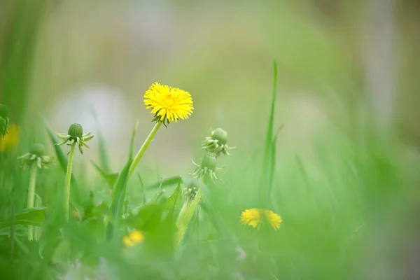 Fiori di tarassaco gialli che sbocciano sul prato estivo nel verde giardino soleggiato — Foto Stock