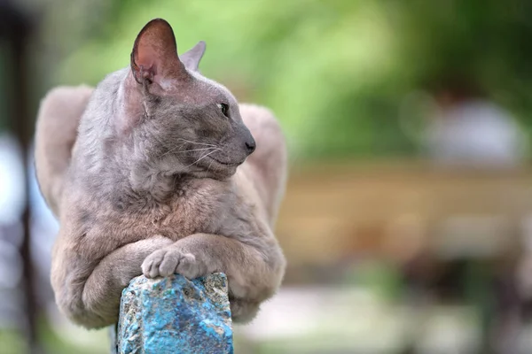 大きな灰色怒っている見るスフィンクス品種野良猫休み上のストリート屋外で夏 — ストック写真